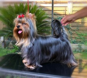 Dog Photo