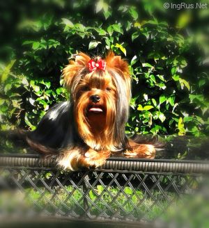Dog Photo