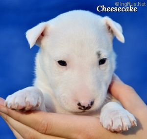 CHEESECAKE ADAMANT-UA