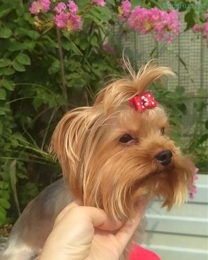 Dog Photo