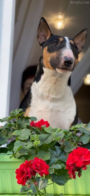 Dog Photo