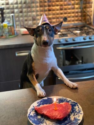 Dog Photo