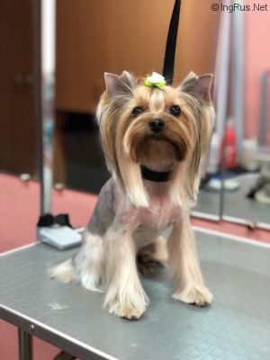 Dog Photo
