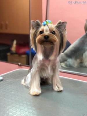 Dog Photo