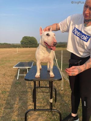 Dog Photo