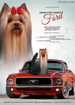 Dog Photo