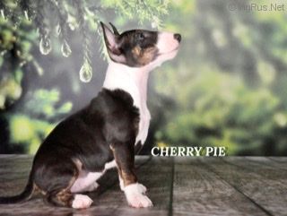 CHERRY PIE ADAMANT-UA