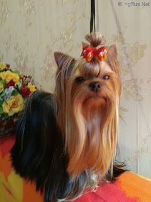 Dog Photo