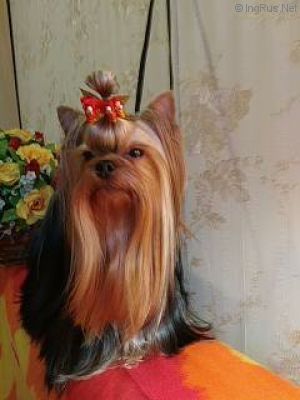 Dog Photo