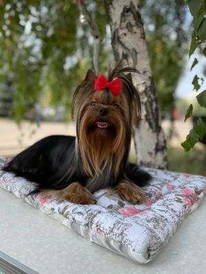 Dog Photo