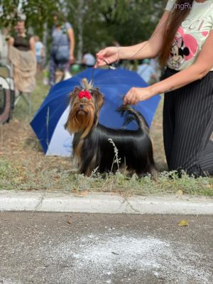 Dog Photo
