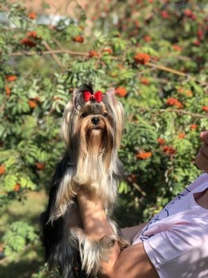 Dog Photo