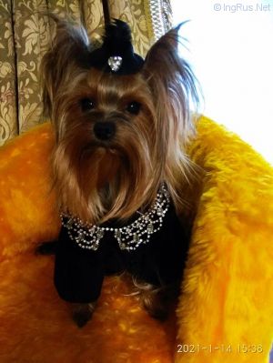 Dog Photo