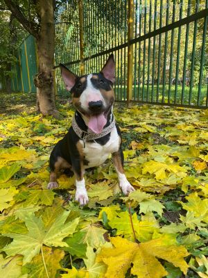 Dog Photo