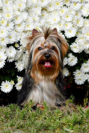 VALUABLE LEGACY OF VINNITSA PANNI