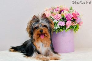 VALUABLE LEGACY OF VINNITSA PRINCE LITTLE