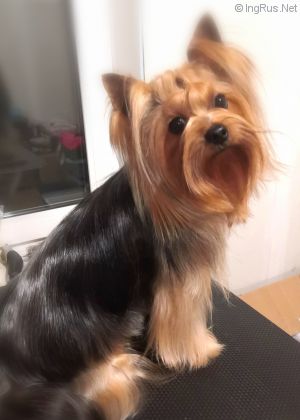 Dog Photo