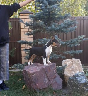 Dog Photo