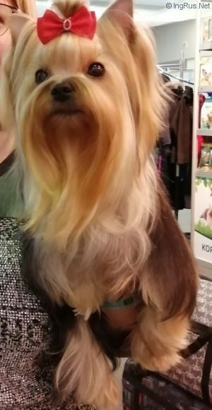 Dog Photo
