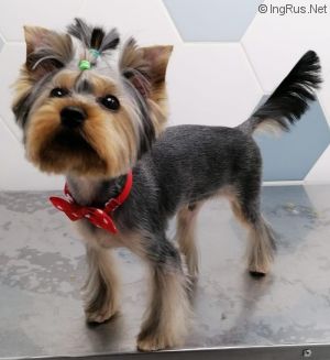 Dog Photo