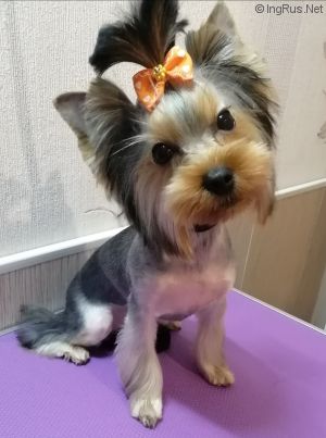 Dog Photo