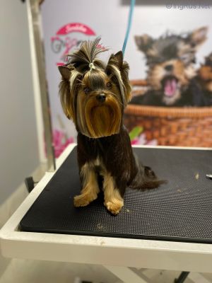 Dog Photo