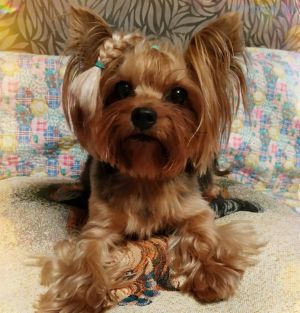Dog Photo