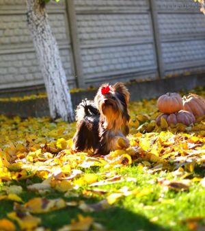 Dog Photo
