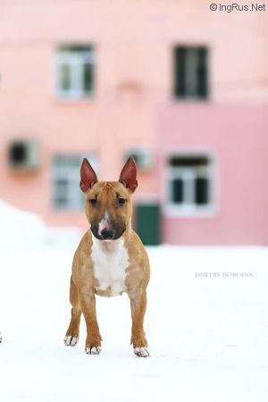 Dog Photo