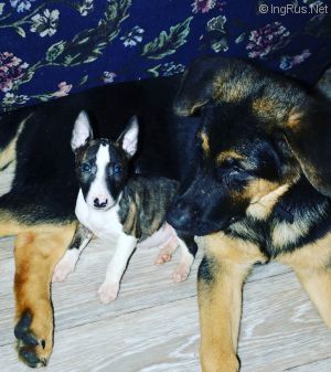 Dog Photo