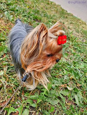 Dog Photo