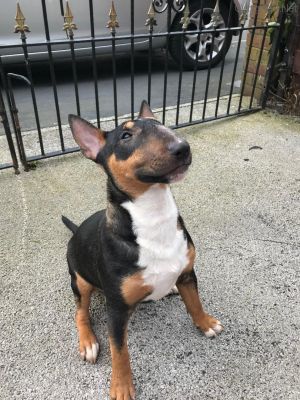 Dog Photo