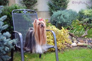 Dog Photo