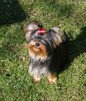 Dog Photo