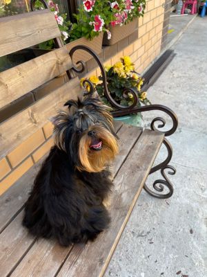 Dog Photo