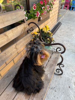 Dog Photo