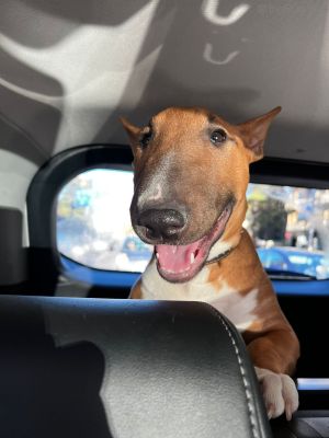 Dog Photo