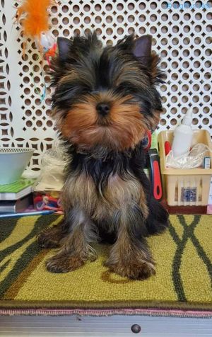 Dog Photo