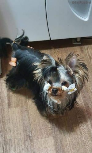 Dog Photo