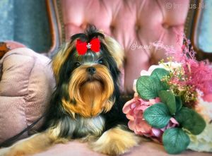 Dog Photo