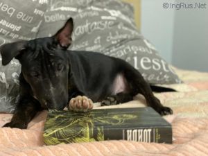 Dog Photo