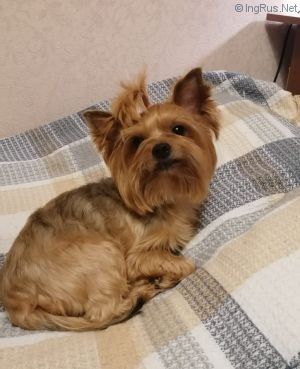 Dog Photo