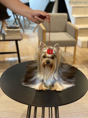 Dog Photo