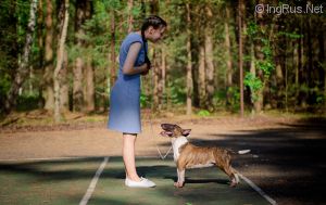 Dog Photo