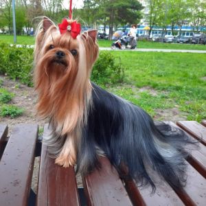 Dog Photo
