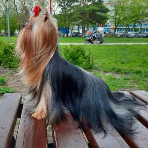 Dog Photo
