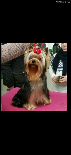 Dog Photo