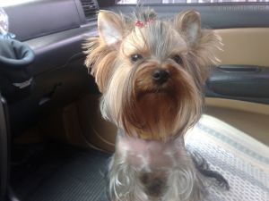 Dog Photo