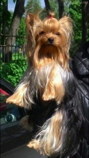 Dog Photo