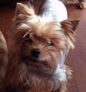Dog Photo